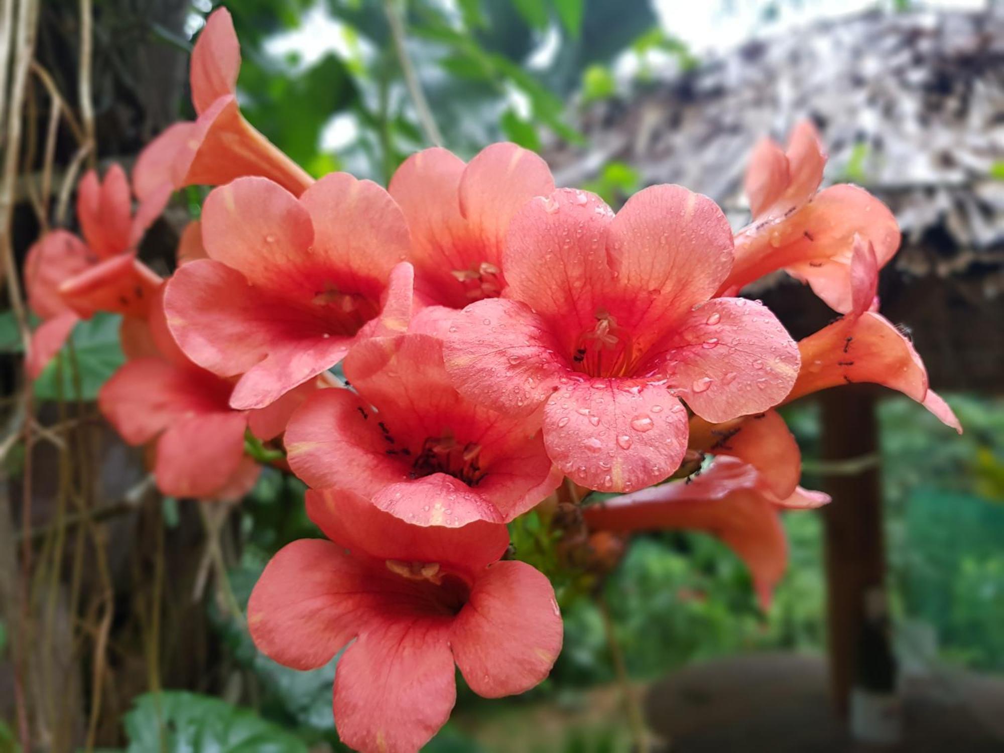 Vu Linh Palm House Homestay - Bungalow Yen Bai Exteriér fotografie